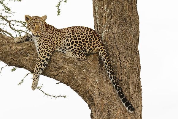 African leopard in tree-Panthera pardus pardus-Serengeti National Park-Tanzania-Africa
